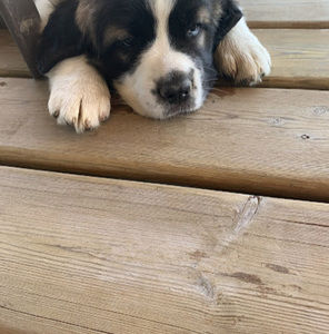 Meet your Posher, Cheyanne